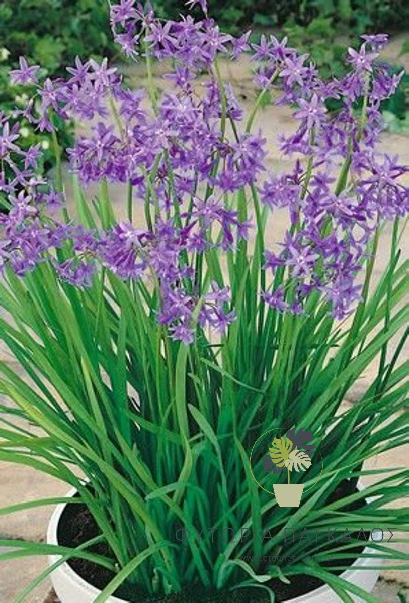 ΤΟΥΛΜΠΑXΙΑ (Tulbaghia violacea) - 2